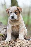 BOUVIER AUSTRALIEN 205